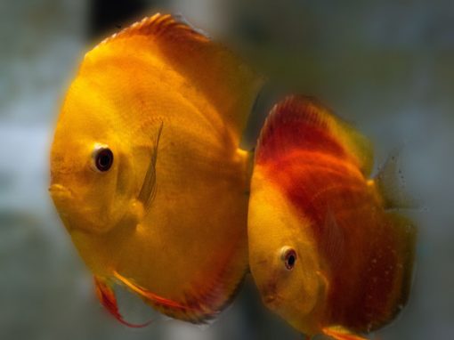 Breeding Pairs