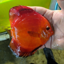 Solid Melon Wattley Discus