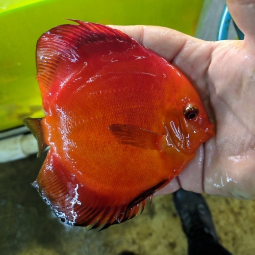 Solid Melon Wattley Discus