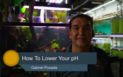 How to Lower Ph in Your Tropical Fish Tank