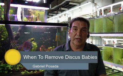 When to Remove New Baby Discus
