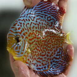 Ring Leopard Discus Wattley Discus