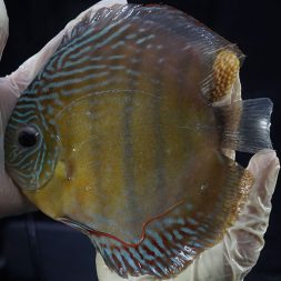 Wild Discus Tefe Green - Wattley Discus