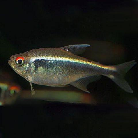 Black Neon Tetra - Wattley Discus