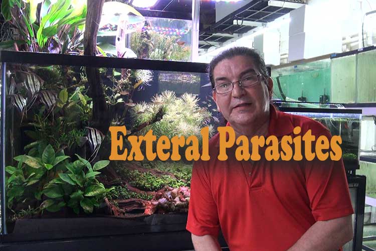 External Parasites, External Problems, And Discus Medication