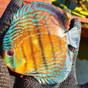 Wild-Largo-Grande-Wattley-Discus