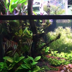 45-Inch-LED-System-For-Planted-Tank-2-wattley-discus