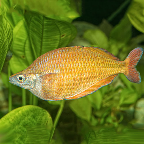 Millennial-rainbow-fish-wattley-discus