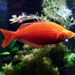 albino-rainbow-fish-wattley-discus