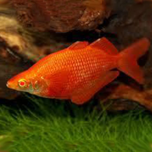 albino-rainbow-fish-wattley-discus2