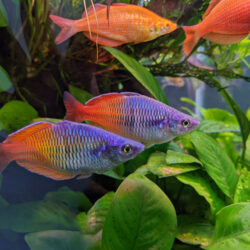 bosmani-rainbow-fish-blue-wattley-discus