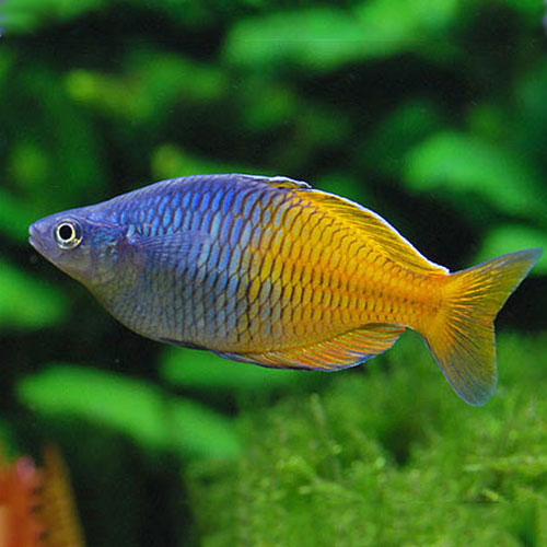 Bosmani Rainbow Fish - Wattley Discus