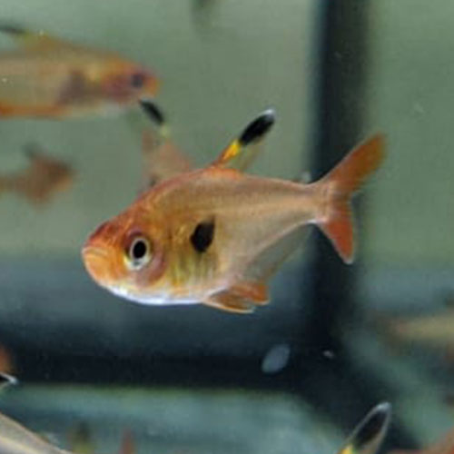 red tetra fish