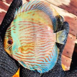 Blue-Face-Heckle-Wattley-Discus