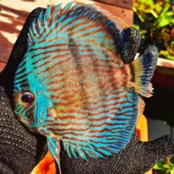 Blue-Face-Heckle-Wattley-Discus