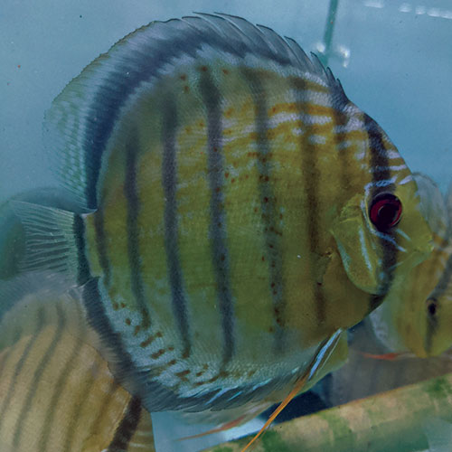 Simi-Red-Spotted-Tefe-Green-wattley-discus