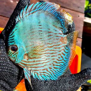 blue-moon-heckle-wattley-discus-