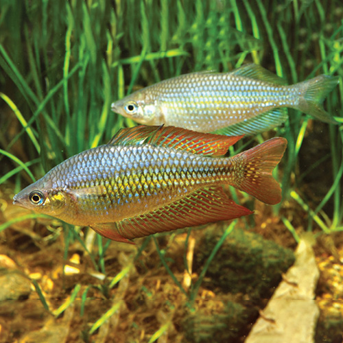 deepwater-creek-rainbow-fish-wattley-discus-1