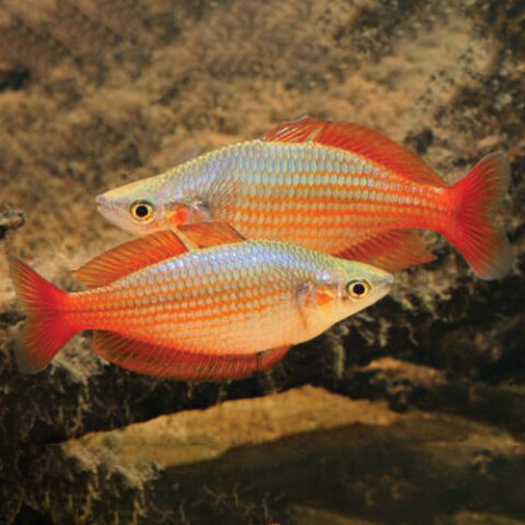 Deepwater Creek Rainbow Fish - Wattley Discus