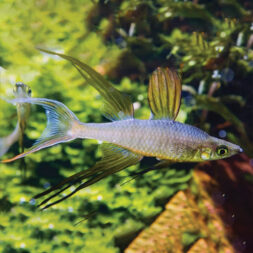 male-threadfin-rainbow-fish-wattley-discus