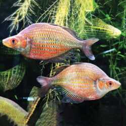 red-dragon-rainbow-fish-wattley-discus