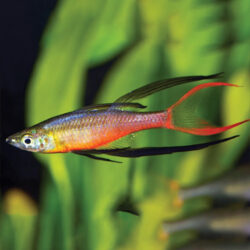 threadfin-rainbow-fish-wattley-discus
