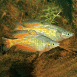 parkinsoni-rainbow-fish-wattley-discus