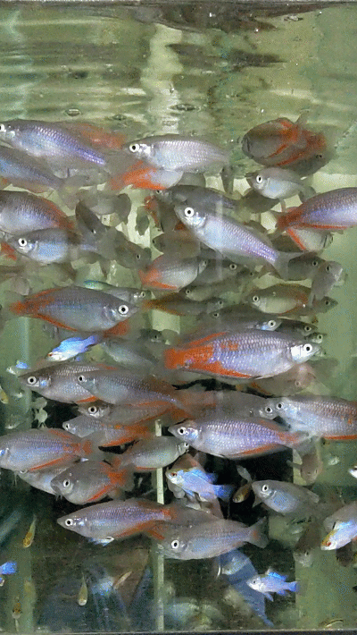 Parkinsoni Rainbow Fish wattley discus