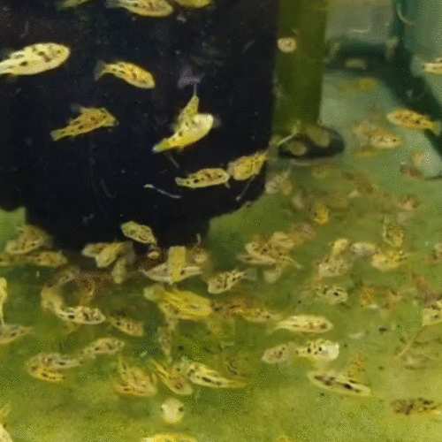 dwarf puffer fish wattley discus