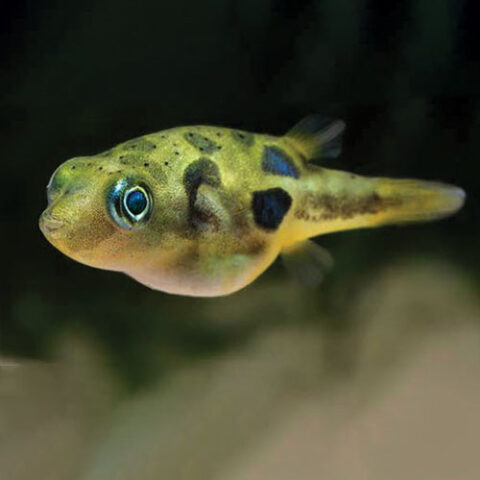 Dwarf Puffer Fish - Wattley Discus