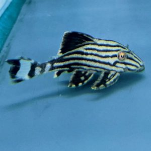 l190-Royal-Pleco-wattley-discus