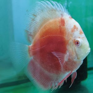 Albino-Red-Passion-Discus