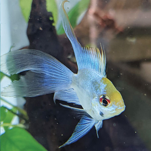 electric-blue-bubble-rams-at-wattley-discus