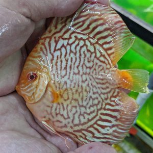 Albino-tiger-turquoise-wattley-discus