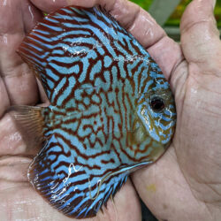tiger-turquoise-high-body-wattley-discus