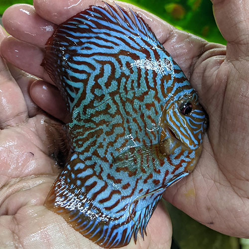 Tiger Turquoise Discus (High Body) - Wattley Discus