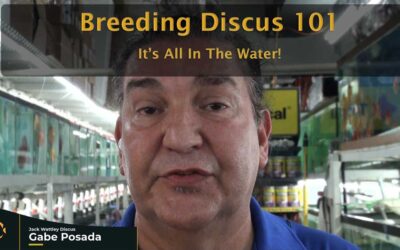 Breeding Discus Fish 101