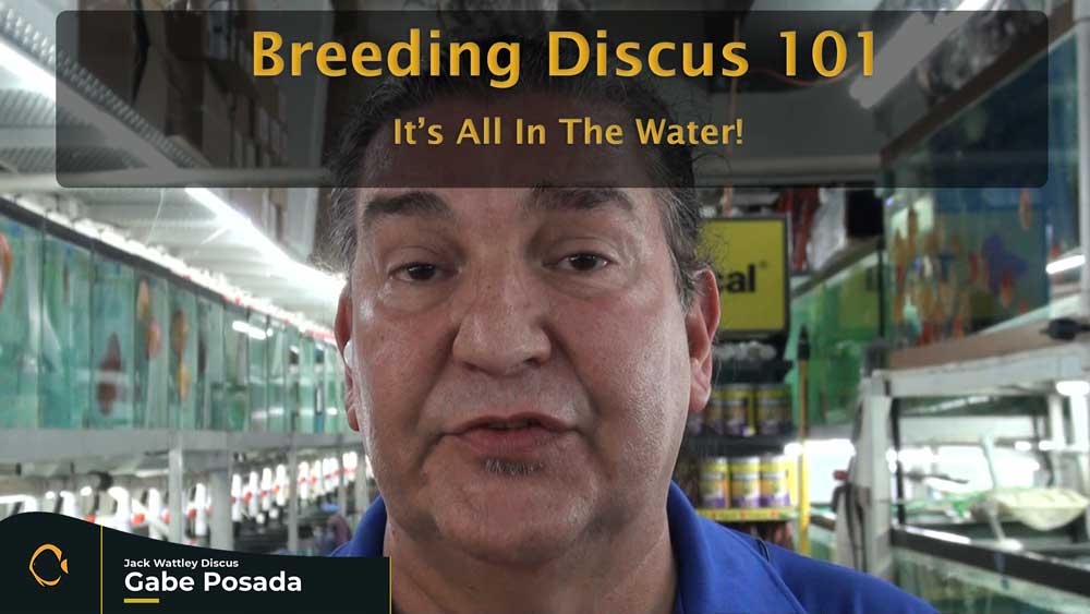 Breeding Discus Fish 101