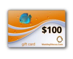 100-dollar-gift-card-wattley-discus