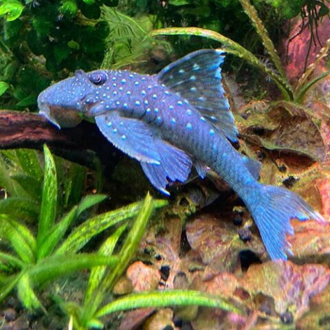 Blue Phantom Pleco L128 - Wattley Discus