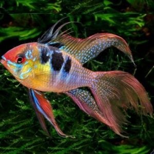 German Long-finned Bubble Ram Wattley Discus