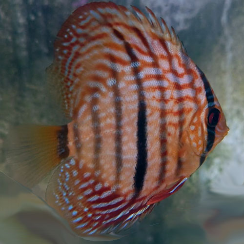 F1-Ica-Red-Discus-Wattley-Discus