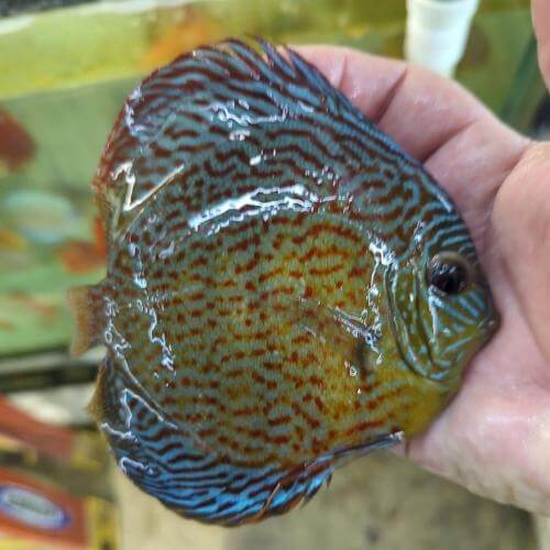 Galaxy-Turquoise-Discus-Wattley-Discus