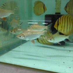 Flagtail-Fish-Wattley-Discus