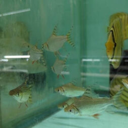 Flagtail-Fish-Wattley-Discus