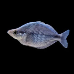 Kamaka Rainbow Fish Wattley Discus
