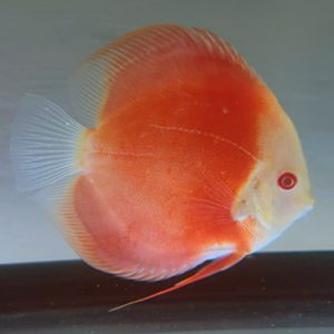 albino-red-melon-wattley-discus