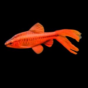 Albino Long FIn Cherry Barb - Wattley Discus